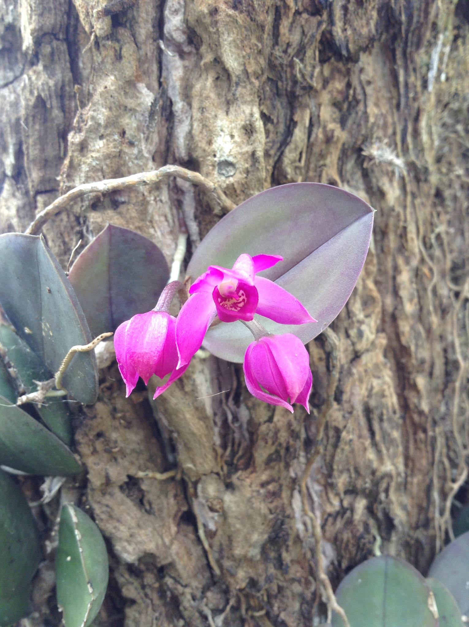 Meiracyllium trinasutum